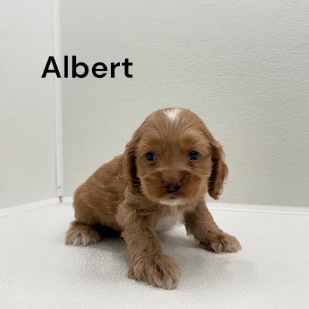 puppy, for, sale, Cocker Spaniel, Joe & Cherri  Overlease, dog, breeder, Miller, MO, dog-breeder, puppy-for-sale, forsale, nearby, find, puppyfind, locator, puppylocator, aca